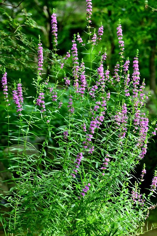 Lythrum anceeps /日本loosestrife